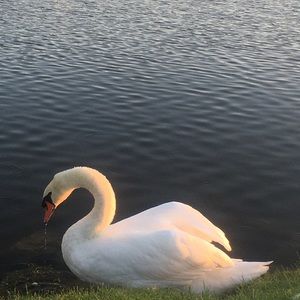 Meet your Posher, Yan